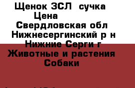 Щенок ЗСЛ, сучка. › Цена ­ 10 000 - Свердловская обл., Нижнесергинский р-н, Нижние Серги г. Животные и растения » Собаки   